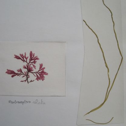 Membranoptera alata & Scytosiphon