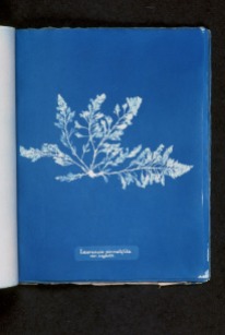 Laurentia pinnatifida