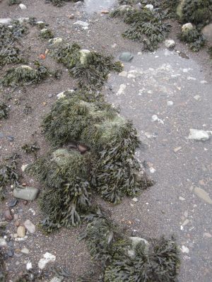 Channel wrack & spiral wrack on Parton beach