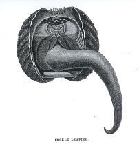 A leaping cockle (engraving by PH Gosse)