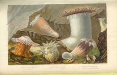 Gosse's illustration of Stomphia churchiae (bottom left)
