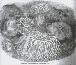 Actiniae as seen in the Zoological Gardens' aquaria 1854
