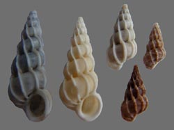 Wentletrap shells